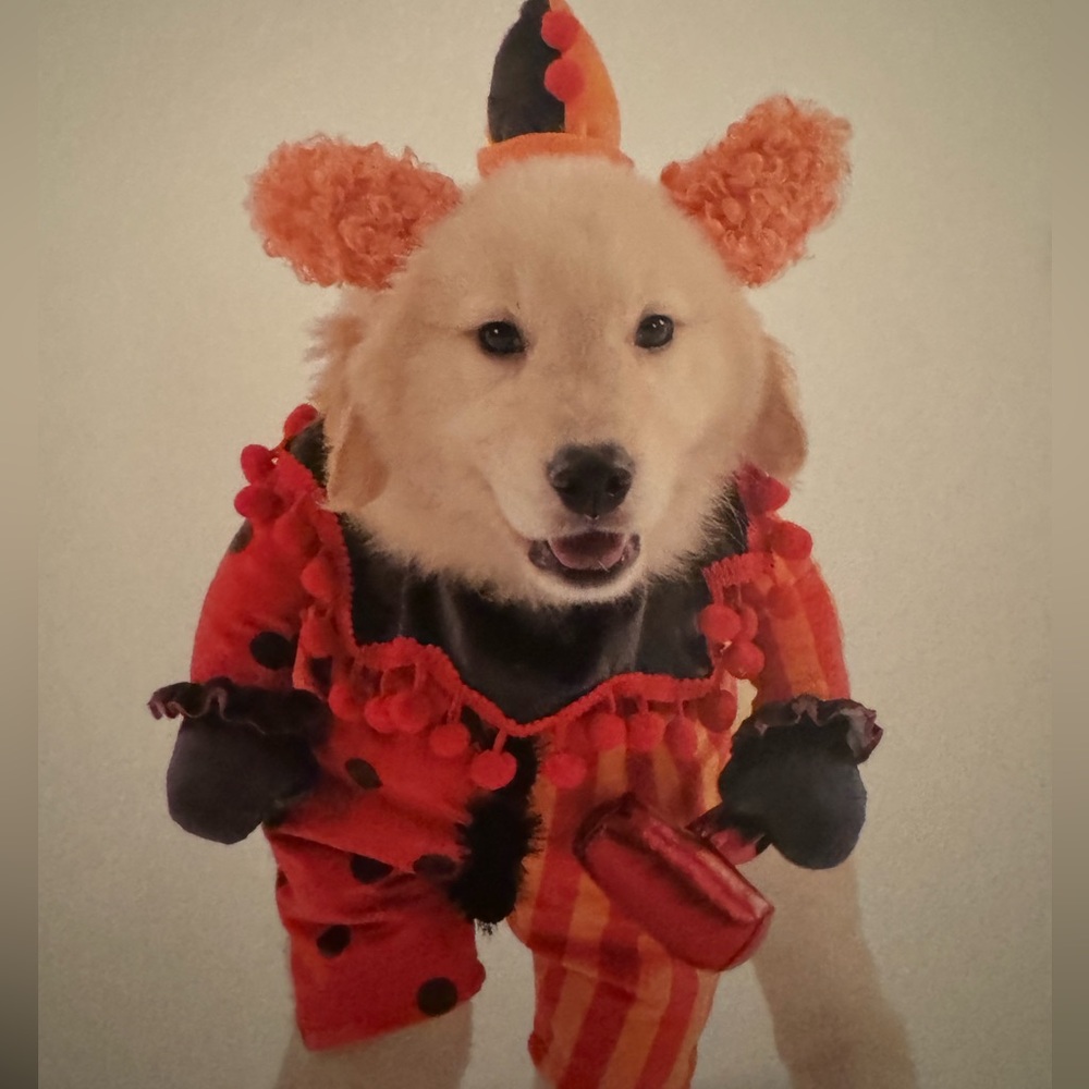 Dog Halloween costume clown